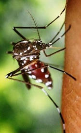 L'image de dengue